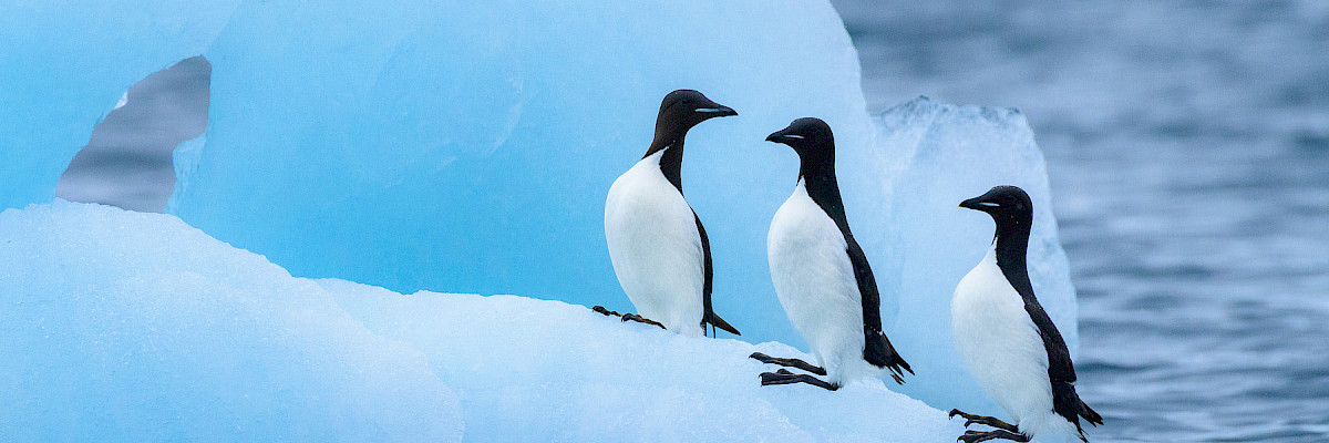 Thick-billed Murres