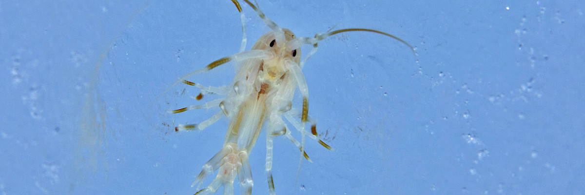 Gammarus wilkitzkii