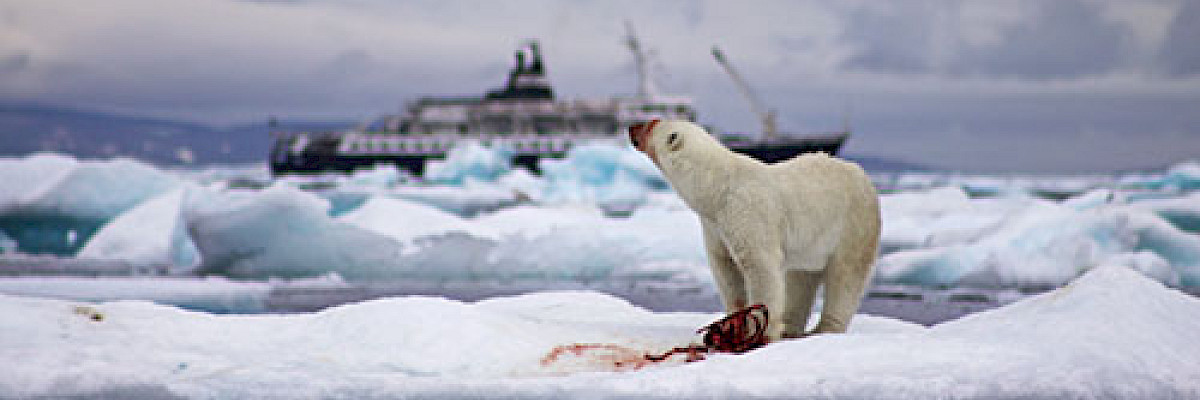 Polar bear feeding with ship in background © Garry Donaldson/ECCC Polar bear feeding with ship in background