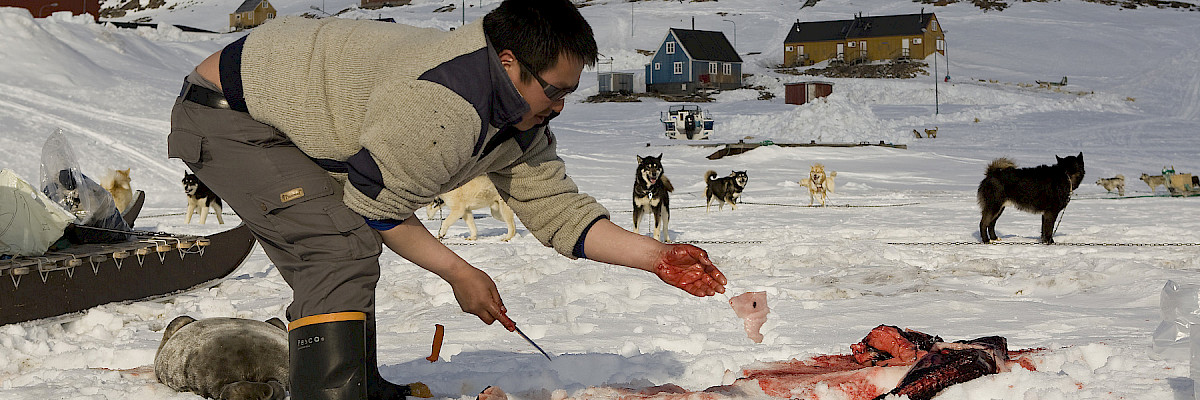 Inuit man cutting up seal in Greenland