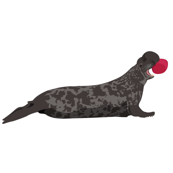 Hooded seal