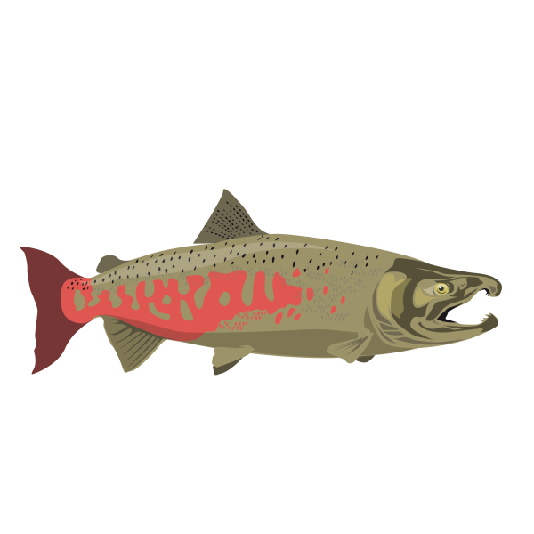 King salmon