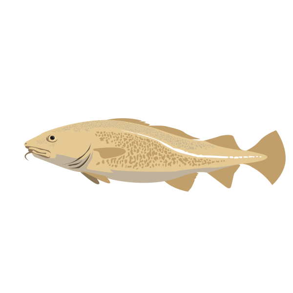 Atlantic cod