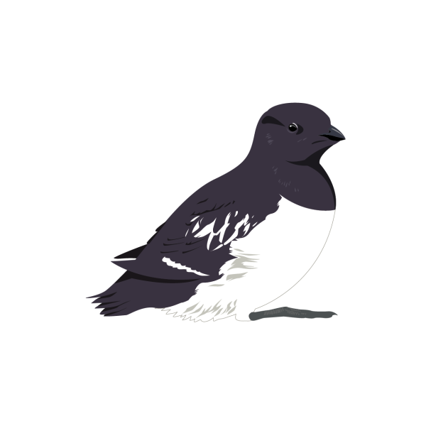 Little auk