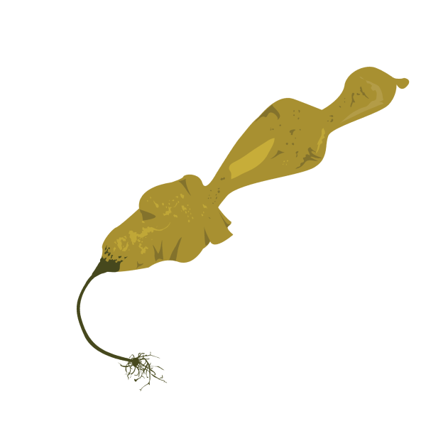 Kelp (Laminatia solidungula)