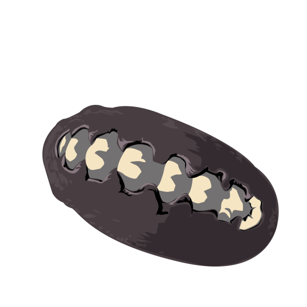 Black chiton, Katharina tunicata