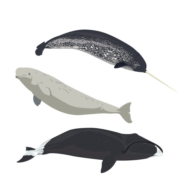 Narwhal, Beluga and Bowhead whales