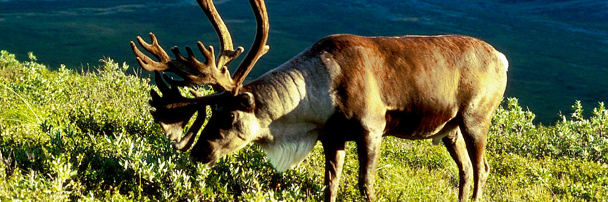Porcupine caribou